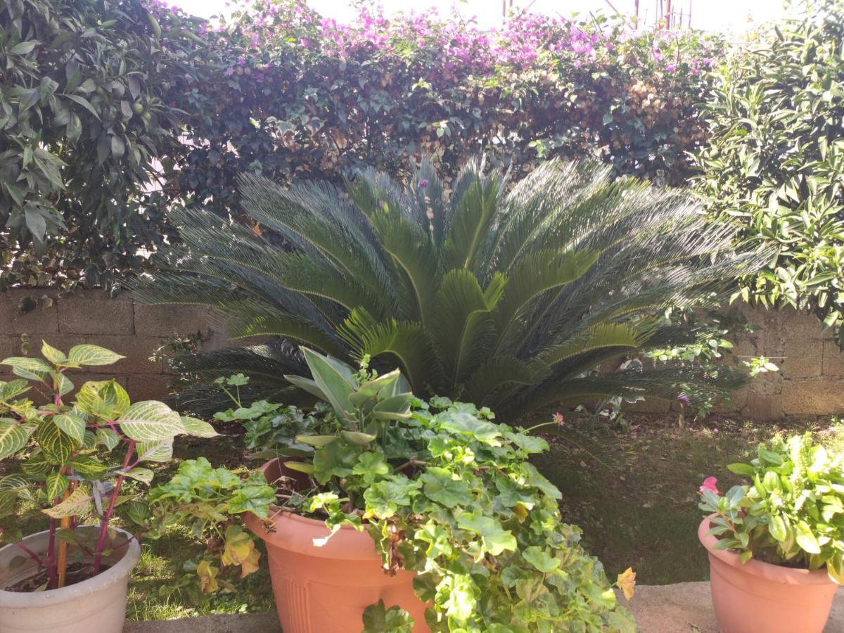 Apartament Dema
